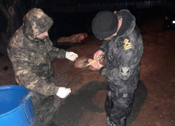 Охранника и безработного из Волгодонска суд признал виновными в браконьерском лове рыбы