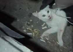 Карантин из-за бешеной кошки отменили в станице Николаевской 