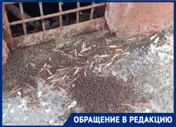 «Весна еще не пришла, а комары уже готовы»: жительница дома на Ленина просит помощи в борьбе с полчищами насекомых