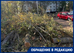 «Лежат уже неделю»: волгодонцы просят убрать спиленные деревья у «Университи»