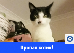 В Волгодонске разыскивают кота 