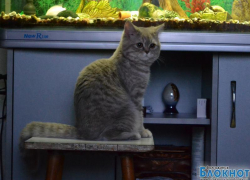 Маркиза - 79-я участница конкурса «Самый красивый кот Волгодонска»