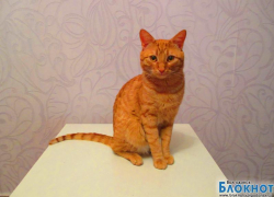 Хюрремыч - 76-й участник конкурса «Самый красивый кот Волгодонска»