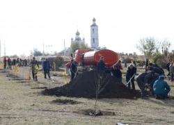 Рубишь дерево - плати штраф: Волгодонск напомнил о правилах вырубки зеленых насаждений 