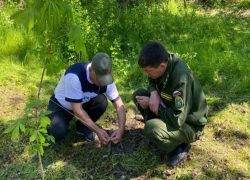 Волгодонское и Романовское лесничества приняли участие в патриотических акциях