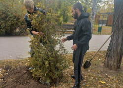 Безработные волгодонцы за деньги высадили деревья и кустарники в парке Победы