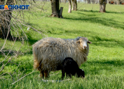 За кражу двух овец в Дубовском районе злоумышленнику грозит тюрьма