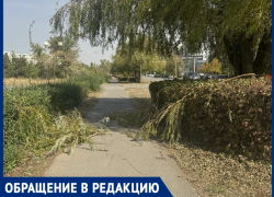 Ветер прошелся по Волгодонску: горожане хотят знать, когда уберут с тротуаров упавшие ветви