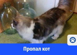 В Волгодонске пропал породистый кот