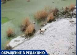 Пятиметровая тюрьма из бетона: волгодонцы боятся гибели собаки в фекальном плену