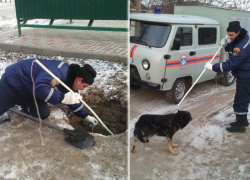  Спасатели вытащили из колодца погибавшую там собаку
