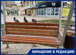 Центр Волгодонска утопает в помете: пенсионерка возмущена, что лавочки захватили голуби