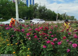Розы окучили, траву покосили: коммунальщики отреагировали на недовольство горожан состоянием центра Волгодонска