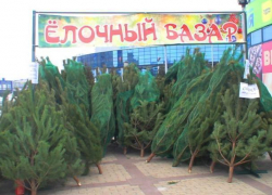 Цена новогодних деревьев на елочных базарах Волгодонска будет доходить до 4000 рублей 