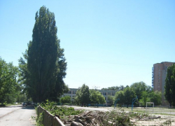 Жительница Волгодонска: «Зачем на Ленина пилят тополя?»