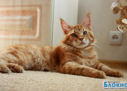 Лев – 83-й участник конкурса «Самый красивый кот Волгодонска»