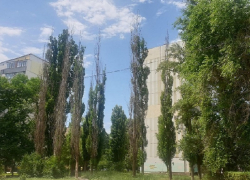 Число выявленных засохших деревьев в Волгодонске сократилось на треть