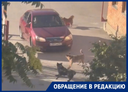 «Мы обратимся в полицию»: волгодонцы недовольны прикормленной стаей собак возле дома