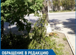 Дерево размером с автомобиль упало возле пешеходного перехода в Волгодонске