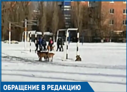 Свора бездомных собак, гуляющих на территории школы, возмутила волгодонцев