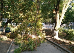 «Почему дети должны проходить через эту ветку?», − жительница Волгодонска возмущена бездействием городских служб
