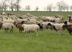 Пять лет тюрьмы за кражу восьми овец грозит 28-летнему жителю Дубовского района 