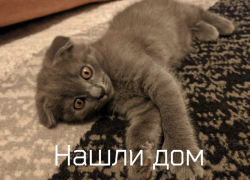 Чудесные котята с особенной внешностью ищут дом в Волгодонске 