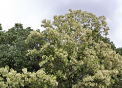 Цимлянский район засадят акациями