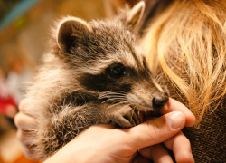 В Волгодонске появится свой зоопарк