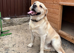 История лабрадора-потеряшки Сэма, за судьбой которого следил весь Волгодонск 