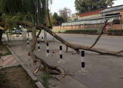 Упавшее от ветра дерево неделю пролежало неубранным в Волгодонске