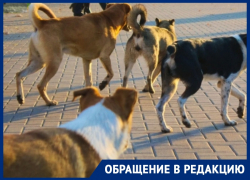 Стая агрессивных собак напала на волгодончанку в районе администрации
