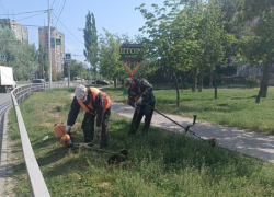 Массовое уничтожение сорняков в Волгодонске идет по плану: сообщает администрация