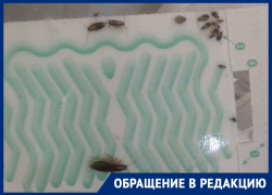 Детское отделение БСМП в Волгодонске кишит тараканами