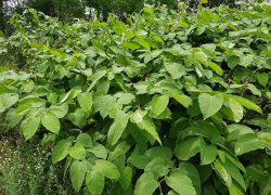 Его боится даже борщевик: волгодонские дачники страшатся наступления весны из-за появления разрушающего дома сорняка