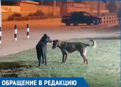 Жителей Волгодонска встревожило странное поведение бродячего пса