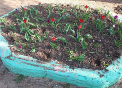 Посаженные детьми петунии в детском саду «Чебурашка» украли бессердечные воры 