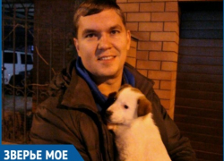 Милого щенка с необычной внешностью приютил неравнодушный волгодонец