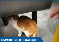 Кондуктор выбросила опрятного бело-рыжего кота из автобуса, - волгодончанка