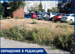 Ад для аллергиков: жители возмущены отказом ДСиГХ косить поле амброзии на улице Карла Маркса