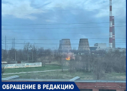 «Сколько птенцов диких птиц гибнет при сжигании камышей?»: волгодончанка