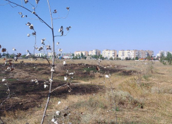 В Волгодонске в парке Молодежном сгорели молодые саженцы