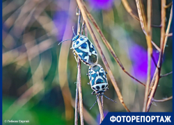 Пляжи, диковинные жуки, жара, июль: красоты лета в Волгодонске и окрестностях в ярком фоторепортаже 