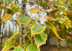 Выходной вторник обещает быть пасмурным 