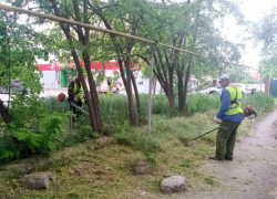 В Волгодонске ведется усиленная борьба с высокой травой и клещами 