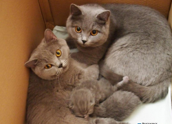 Алиса и Дези – 84-ые участницы конкурса «Самый красивый кот Волгодонска»