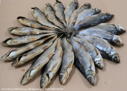 Вяленая весенняя плотва, хорошо высушенная, в магазине «РыбаДаСоль»