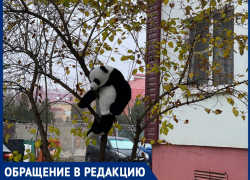 «Плюшевые джунгли Волгодонска?» Горожанка обнаружила во дворе обитающую панду