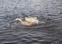 В Волгодонске на базе отдыха утонул 14-летний подросток