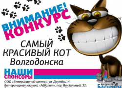 «Блокнот» дает старт голосованию «Самый красивый кот Волгодонска»